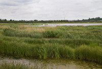 RSPB Vange Marsh